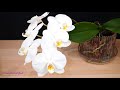 Orchid Care for Beginners - What pots to use for Phalaenopsis Orchids