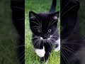 CONTEXTO DEL VIDEO DEL GATO Y LA LICUADORA