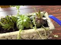 How to grow hens and chicks indoors to have a different looking succulent