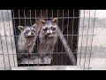Rescue Racoons Get A New House