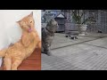😹🐈 So Funny! Funniest Cats and Dogs 😸🐕 Funniest Animals 2024 #10