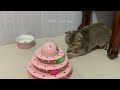 New Funny Animals 2024 🤣 Funniest Cats and Dogs Videos 😹🐶 Part 3