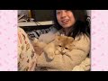 【2ch動物スレ】飼い主と一緒に寝るために猫用枕を持ってくる猫が可愛すぎるｗｗｗｗｗ
