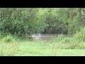 Hippo running into the pond, Serengeti National Park