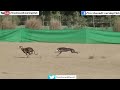 greyhound coursing 2020 | dog race | coursing | racing | wild rabbit