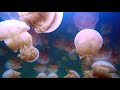 PALAU, Jellyfish Lake: Amazing Planet (4K) 2020