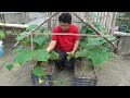 Growing Cucumbers This Way Is Very Easy, The Fruits Are Huge And Produce A Lot Of Fruit