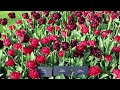 Keukenhof 2023 - Colorful Tulips in Spring - 4K