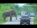 World Top Wild Elephant Attack On The Forest Road.