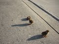 Baby quails (Video 6)