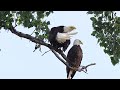 Tulsa River Park Trails - Bald Eagle Preening Tail Feathers (5-23-24)
