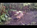 Pig and Dog friends