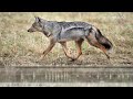 Side-striped Jackal Sounds - Yelping barks and gruff calls