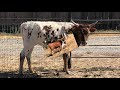 Mini bull-Rocky our Miniature Texas Longhorn