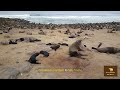 Secrets of the Sea - The Journey of New Zealand Fur Seal