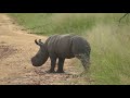 SOUTH AFRICA rhino baby is 