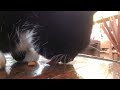 Roger the cat 19: close up and slo-mo.