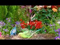 Cat TV Videos 😸 Beautiful Birds Looking For Prey In The Flower Garden 🕊️ 4K Bird Video