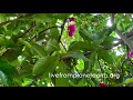 Meditation: Hummingbird Sings to Jamaican Apple Flowers livefromplanetearth.org