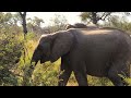 A MONTH in the KRUGER - SKUKUZA (Episode 10)