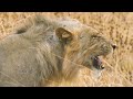 The Lion's Dryest Savannah | Hot Life in Africa 101