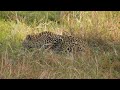 Leopard Drinking