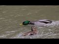 accouplement de canards colvert