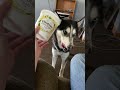 My baby boy getting the last of the Greek yogurt. #huskydad #martinscorsese #Indianahusky