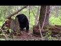 BEARS EVERYWHERE At Cades Cove Great Smoky Mountain National Park Tennessee 2023