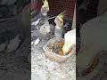 Cockatiel Enjoys a Healthy Treat! 😋🦜 | My Pets My Garden