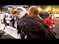 A bald eagle in 120fps (super-high framerate)