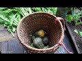 120 Day: Harvest vegetables,Big bananas,Papayas,Tomatoes go to Market Sell- Buy Ducklings To Raise