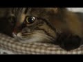 @ kitty playing hide and seek# short video