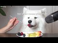 Dog Cooking And Eating Healthy Food