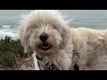 Fort Funston Fun-Part 1: Dogs + Hang Gliders! |  Pawty Squad #pawtysquad #cat #dog #pets