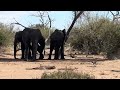 Chobe national park Botswana
