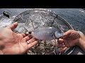 Pesca Bolognese dalla scogliera - Cefali e Occhiate in corrente. Pastura Cormorano e Bigatto