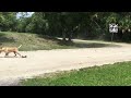 Dog ATTACKS Rc car Pt.2!