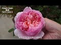 A Year-round full view of 20 Rose Varieties | Ep 27