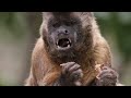 Baby Capuchin Monkey Must Prove Himself to His Troop | New Kids in the Wild 104