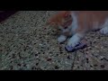 Cute Kitten Playing With Toy Car