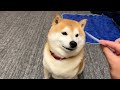 Show an excited Shibe a veterinary clinic ticket