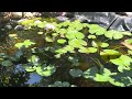 20240719 Real water sound and relax🪷DIY Fish Pond daily update🪷 waterlilies 每天不重樣。喜歡看的花友請訂閱打開小鈴鐺🔔