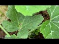 grafting watermelon into a simple gourd plant