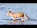 Tulsa River Park Trails - Coyote Digging For Food - Wades Across River (8-3-24)