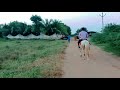 Horse riding in Farm house