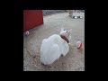 🐱😅 Try Not To Laugh Dogs And Cats 🐱😻 Funniest Animals 2024 # 23