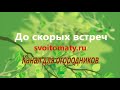 Как правильно пикировать томаты