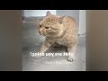 Funniest Dogs and Cats 😆 New Funny Catss 2024 🤣