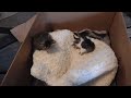 Kittens, 3-15-24